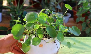 金钱草怎么养爆盆 金钱草怎么养爆盆图片