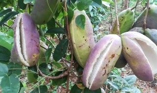 三叶木通与八月瓜的区别（三叶木通籽的功效与作用图片）