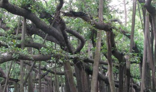 独木成林的树是什么树（独木成林榕树王）