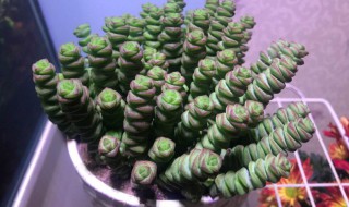 钱串子怎么繁殖 钱串子怎么繁殖啊