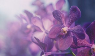 夏季高温如何避免兰花根腐茎腐（怎样预防兰花根腐病）