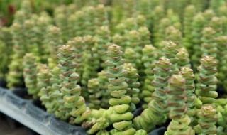 多肉钱串的养殖方法和注意事项（钱串爆盆最简单方法）