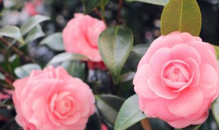 正月什么满盆开二月什么花初开放（正月什么花开二月什么花开三月什么花开）