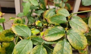 月季秋天叶子发黄正常吗 月季秋天叶子发黄正常吗为什么