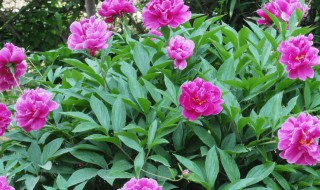 芍药根的种植方法和注意事项（芍药根的种植方法和注意事项图片）