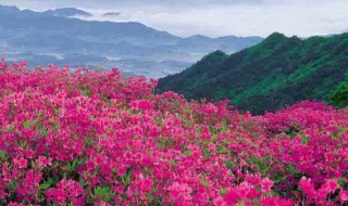 杜鹃花在风水上的意义 杜鹃花在风水上的意义和象征