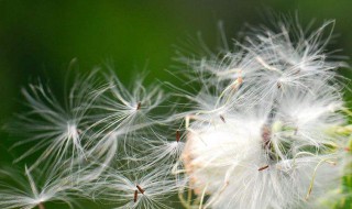 什么植物可以传播种子 植物是怎么传播种子的