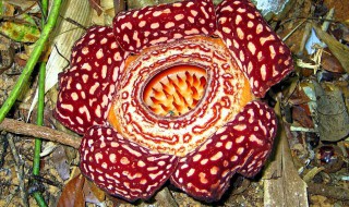 大王花怎么传播种子的（大王花怎么传播种子的方法）