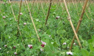 荷兰豆几月份播种最适合 荷兰豆南方几月份种最好