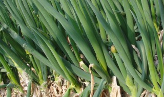 葱头育苗时间与种植技术（葱头育苗方法的视频）