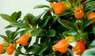 大棚的金鱼吊兰如何养枝繁叶茂 大棚的金鱼吊兰如何养枝繁叶茂视频