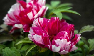 牡丹花名称大全（牡丹花名称大全图片）