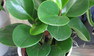 圆叶子的盆栽植物名称（圆叶子的盆栽植物名称图片）