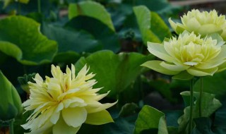 名贵荷花品种 名贵荷花品种山水机壁纸