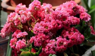 秋天长寿花能晒太阳吗 秋天长寿花能晒太阳吗为什么