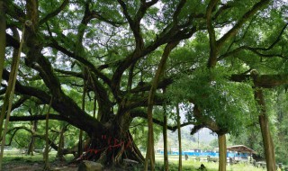 榕树的特点和特征（榕树特点简单介绍）