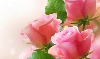 清纯的初恋是什么花的花语（清纯的初恋脸）