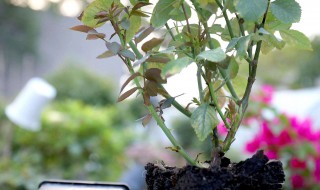 月季闷根后如何处理（月季闷根了有什么表现）