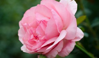 秋天的花是什么样子的 秋天有哪些花