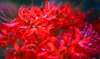 彼岸花的寓意花开不见叶 彼岸花的经典一句短句