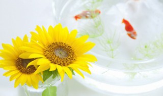 向日葵加香槟玫瑰花束寓意(向日葵香槟玫瑰适合送什么人)