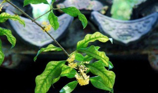 冠中秋是什么花（中秋是什么花开）