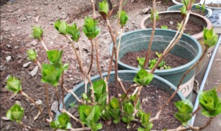 绣球花秋季可以换盆吗 绣球花秋天可以施肥吗