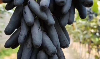 黑长葡萄叫什么名字 黑长黑长的葡萄