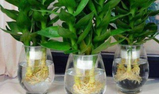 水养富贵竹烂根怎么办（水养富贵竹烂叶子什么原因）