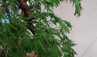 水杉盆景枯萎了怎么办 水杉盆栽干枯了怎么办