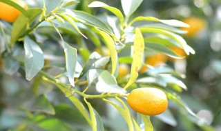 金桔树剪枝的最佳时间（金桔树什么时候剪枝）