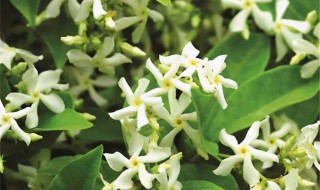 风车茉莉怎么修剪方法（风车茉莉怎么修剪方法图片）