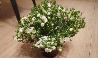 洋桔梗耐寒吗 洋桔梗耐寒吗冬天