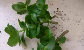 剪下来长寿花叶片如何扦插 剪下来长寿花叶片如何扦插呢
