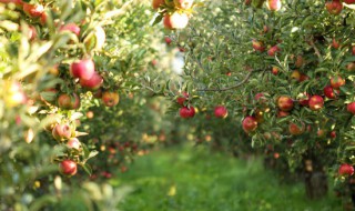 果树剪枝的最佳时间（东北果树剪枝的最佳时间）