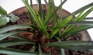 剑兰花叶尖干枯怎么办 剑兰花叶尖干枯怎么办啊