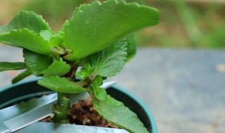 如何养护长寿花老树桩越养越旺盛（长寿花老桩怎么养）