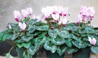 仙客来夏天如何养不断长出新叶片 仙客来夏天怎样养护