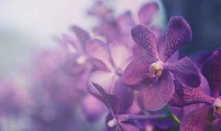 最普通的兰花品种（最普通的兰花品种图片）