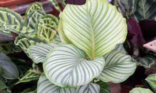 竹芋叶子下垂是怎么回事 竹芋叶子下垂怎么办