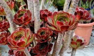 夏季如何养多肉黑法师避免成光杆 怎样给多肉黑法师造型