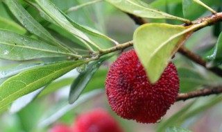 杨梅树剪枝的最佳时间（杨梅树何时修剪合适,大枝修剪技术）