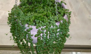 珠珠花怎么种 珠花diy