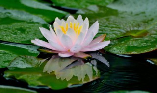 碗莲过冬可以把藕根挖出来吗 碗莲过冬可以把藕根挖出来吗图片