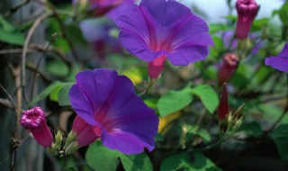 矮牵牛花种子怎么催芽（矮牵牛花种子多久发芽）