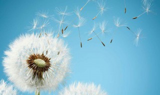 其它种子的传播方法（其他种子的传播方法）