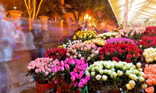 牡丹枝条干枯了根还能发芽吗（牡丹枝条干枯了根还能发芽吗）