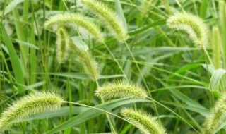 狗尾草的生活环境（蜗牛的生活环境）