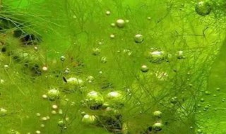 刚毛藻怎么彻底处理 刚毛藻怎么彻底去除掉