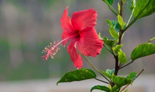 扶桑花为什么不能在家养（扶桑花的养殖方法和注意事项）